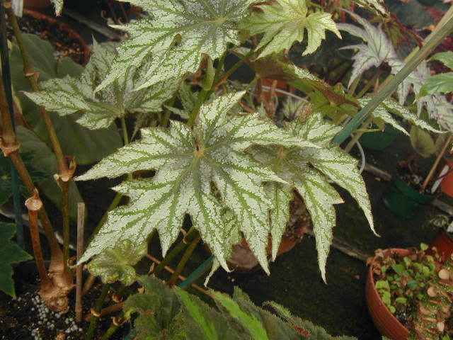 B. ‘Vega’